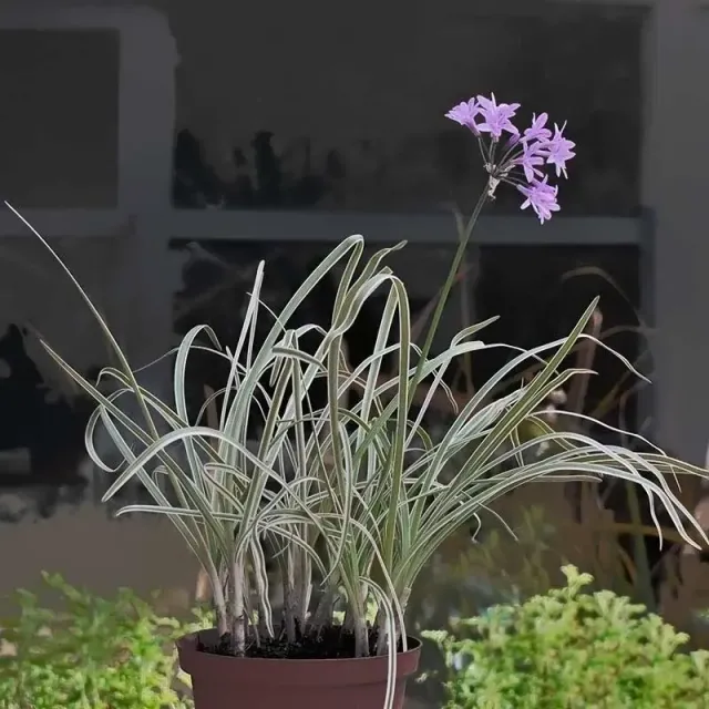 Urtegartneriet øko Broget Stuehvidløg plante 40 cm mild