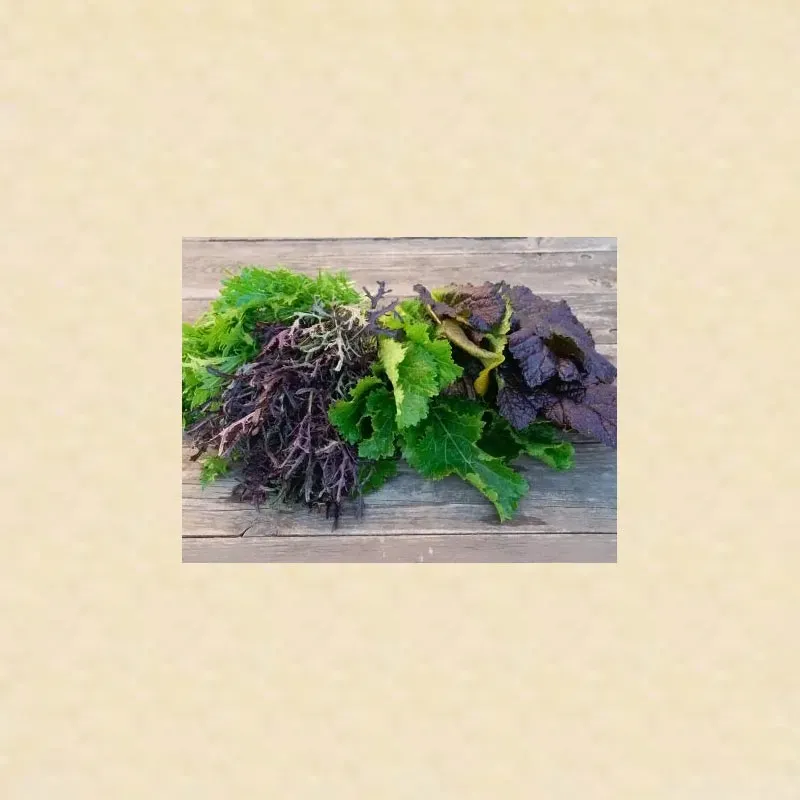 Urtegartneriet øko Sareptasennep 4 slags salatfrø 75 stk