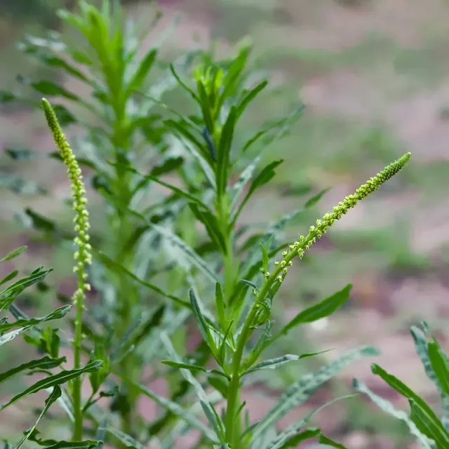 Urtegartneriet øko Farvevau frø 100 stk farveplante