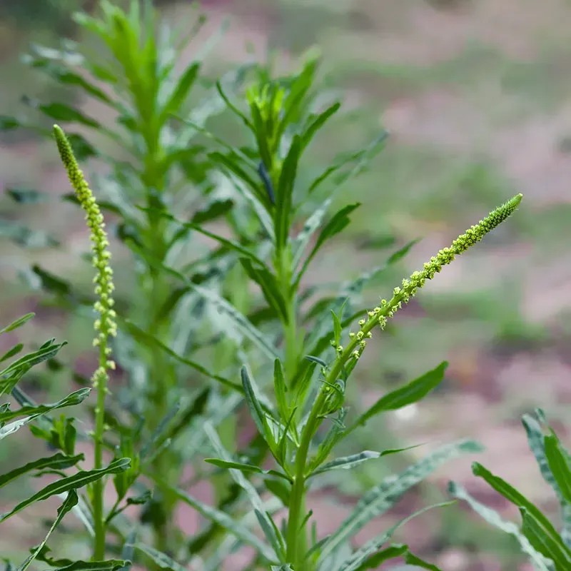 Urtegartneriet øko Farvevau frø 100 stk farveplante
