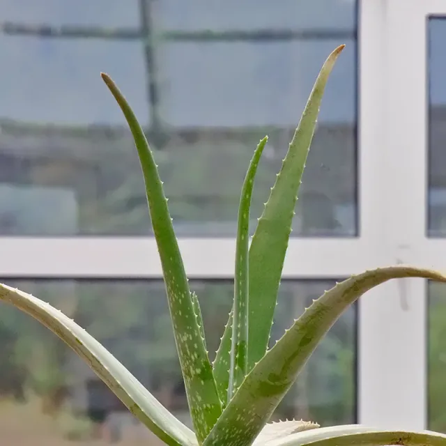 Urtegartneriet øko aloe vera frø stueplante