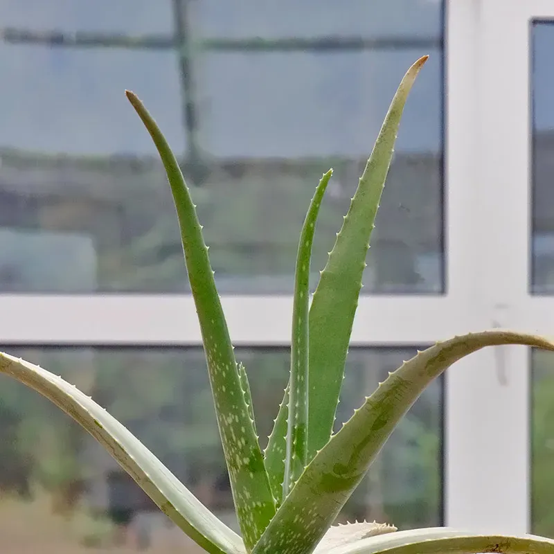 Urtegartneriet øko aloe vera frø stueplante