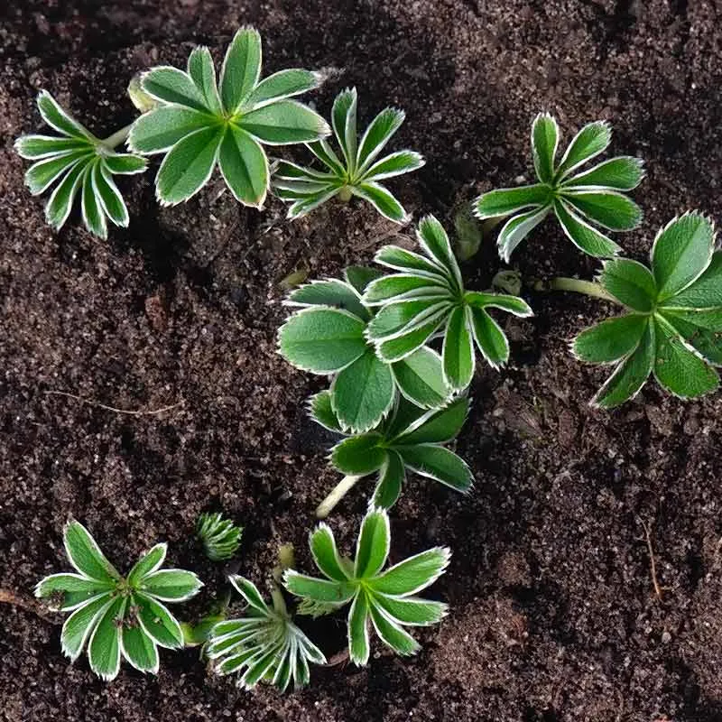 Urtegartneriet øko Bjergløvefod plante 20 cm