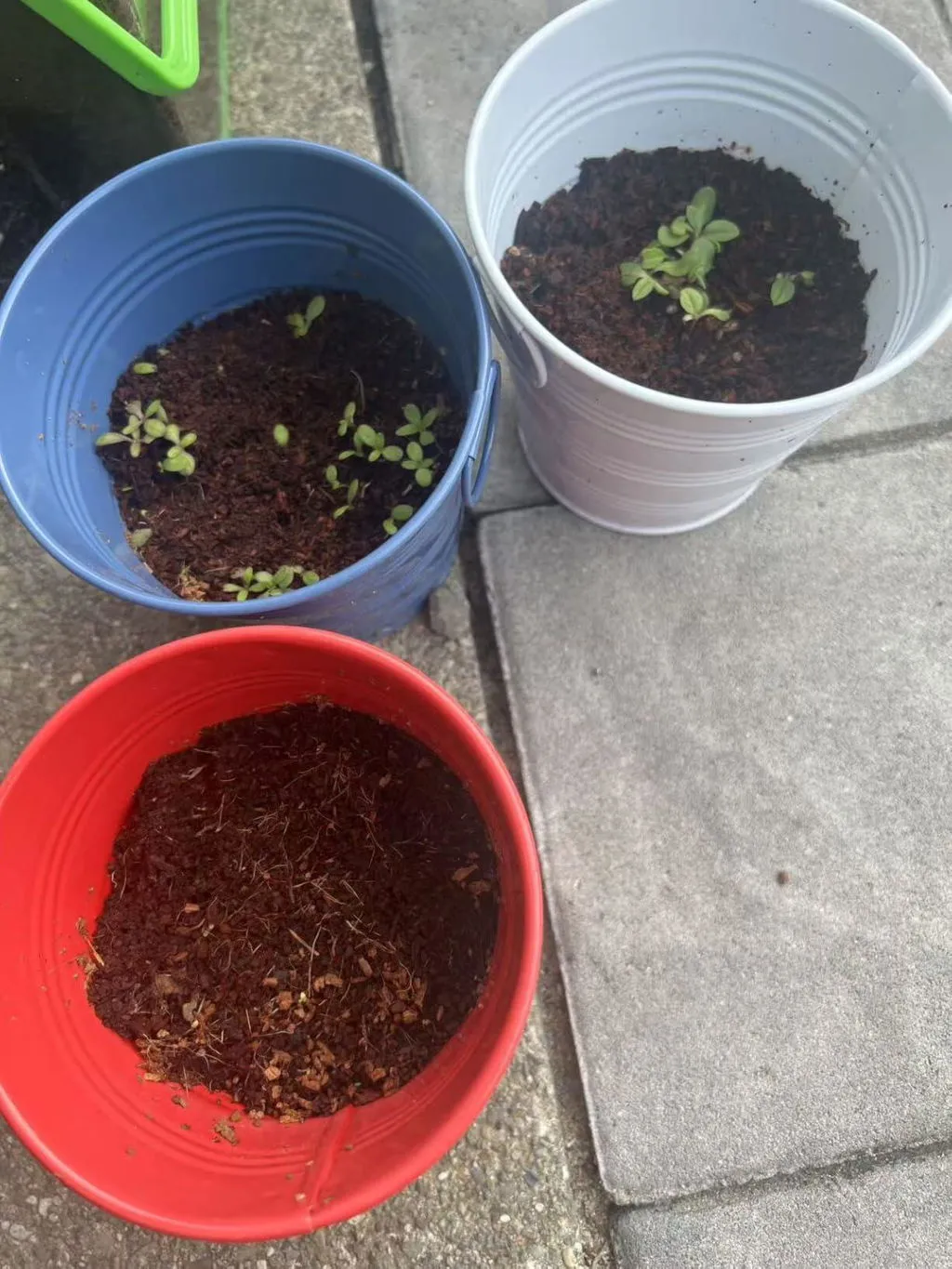 Buzzy Seeds Flower Pail Mini Rose Lavender dyrkningssæt 2-pak duft