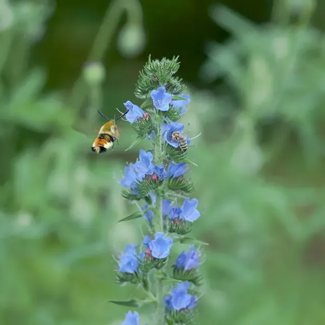 Urtegartneriet øko Slangehoved Echium vulgare frø 50 frø