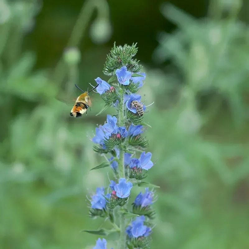 Urtegartneriet øko Slangehoved Echium vulgare frø 50 frø