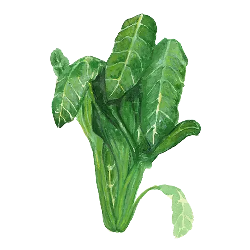 NordFrö Perpetual Spinach spinatfrø 1869
