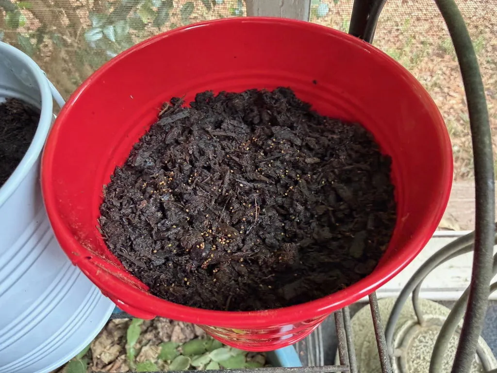 Buzzy Seeds Flower Pail Mini Rose Lavender dyrkningssæt 2-pak duft