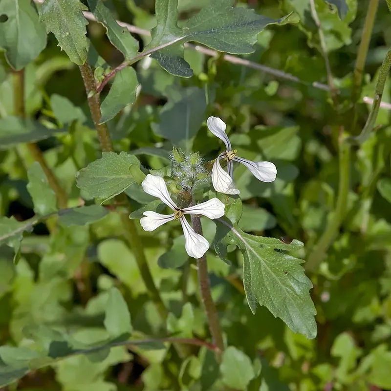 Urtegartneriet øko Rucola Eruca sativa frø 1000 stk