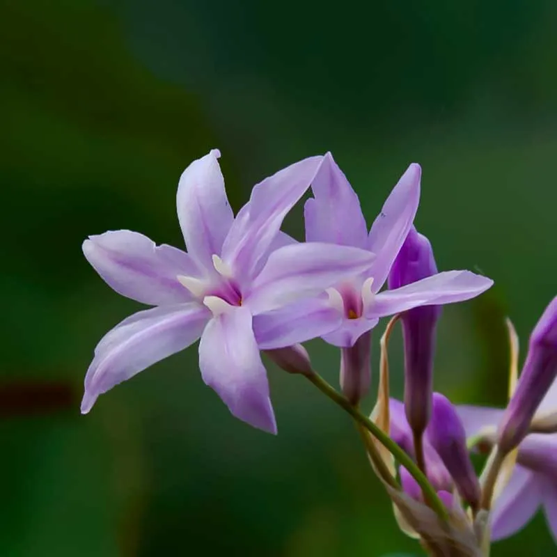 Urtegartneriet øko Stuehvidløg Tulbaghia violacea frø