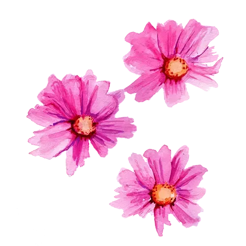 NordFrö Xsenia blomsterfrø rosa rosenskær 65 cm