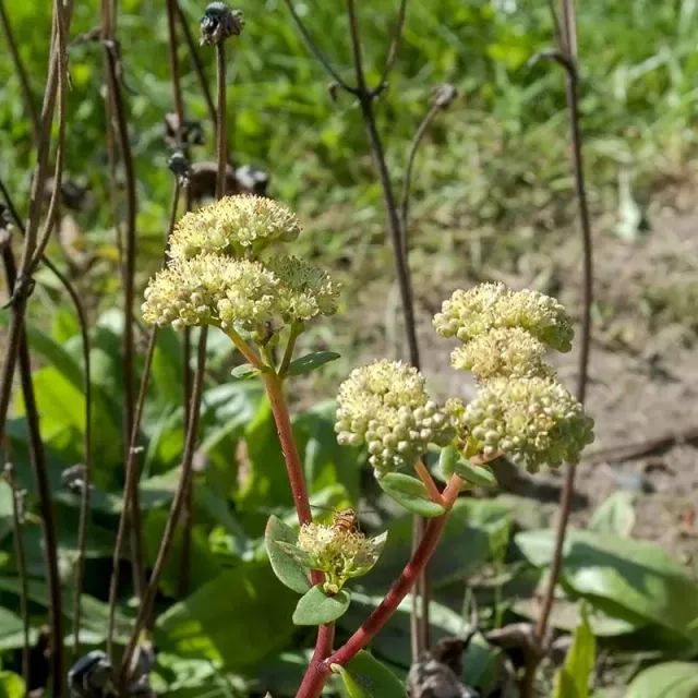 Urtegartneriet øko Sankthansurt Sedum telephium plante 50 cm