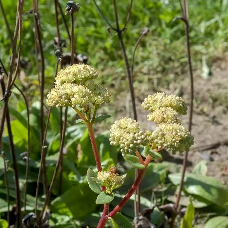 Urtegartneriet øko Sankthansurt Sedum telephium plante 50 cm