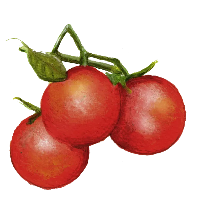 NordFrö Matina tomatfrø tidlig frilandstomat