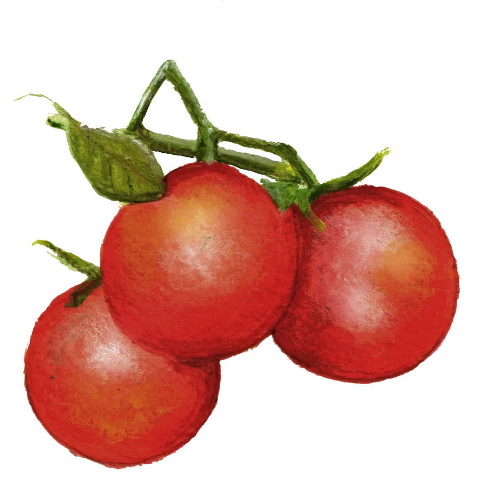 NordFrö Matina tomatfrø tidlig frilandstomat