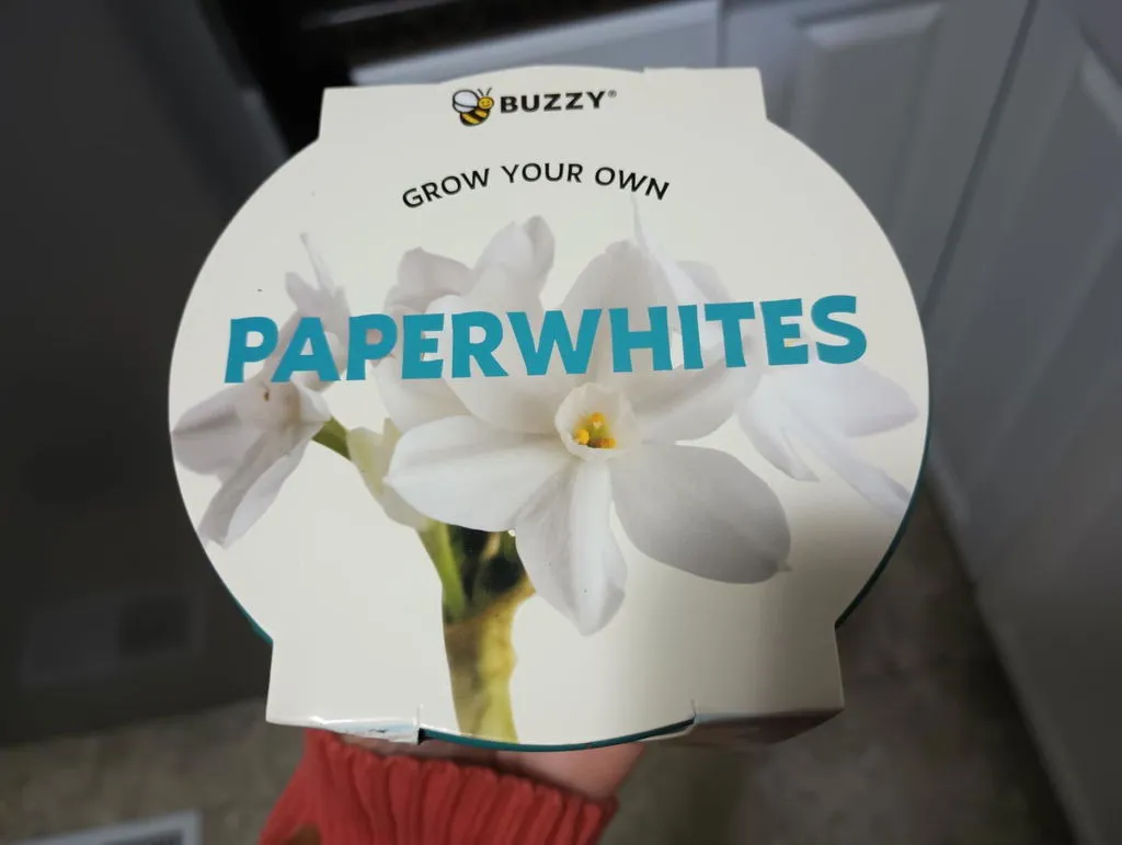 Buzzy Seeds Paperwhite dyrkningssæt 3 løg petrol