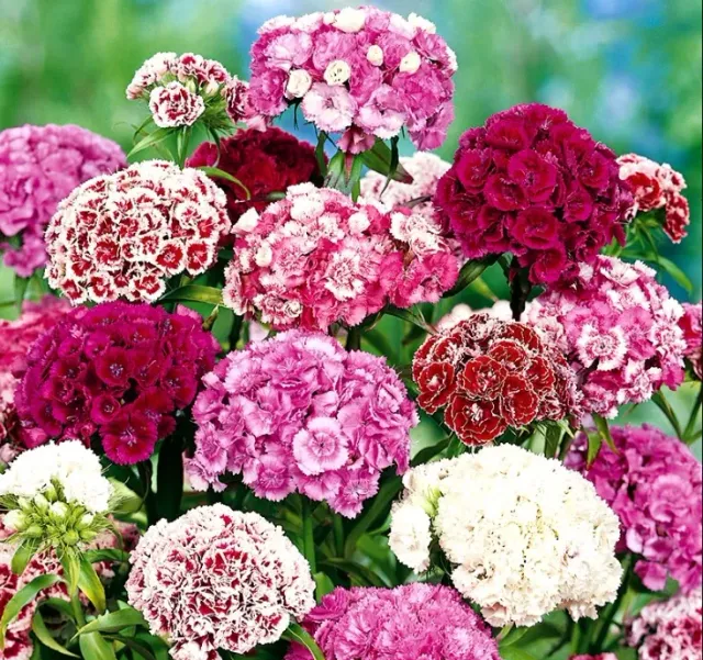 Natureseeds Studenternellike Sweet William frø 0,5 g