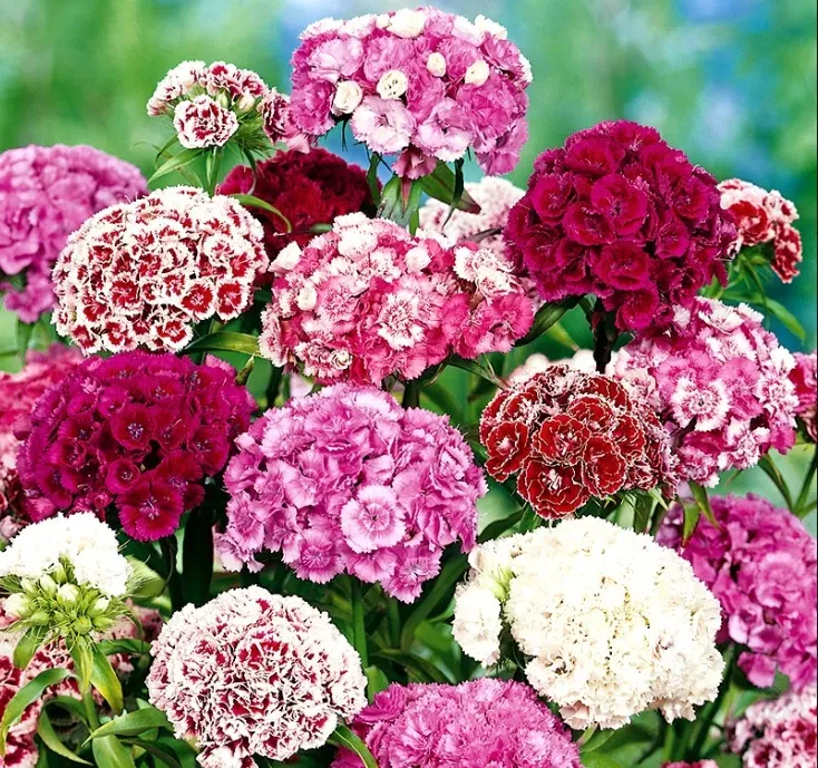 Natureseeds Studenternellike Sweet William frø 0,5 g
