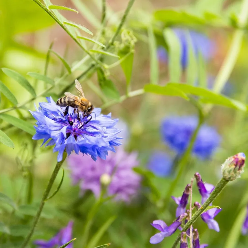 Blossombs Jutepose frøbomber 8 stk vildblomst
