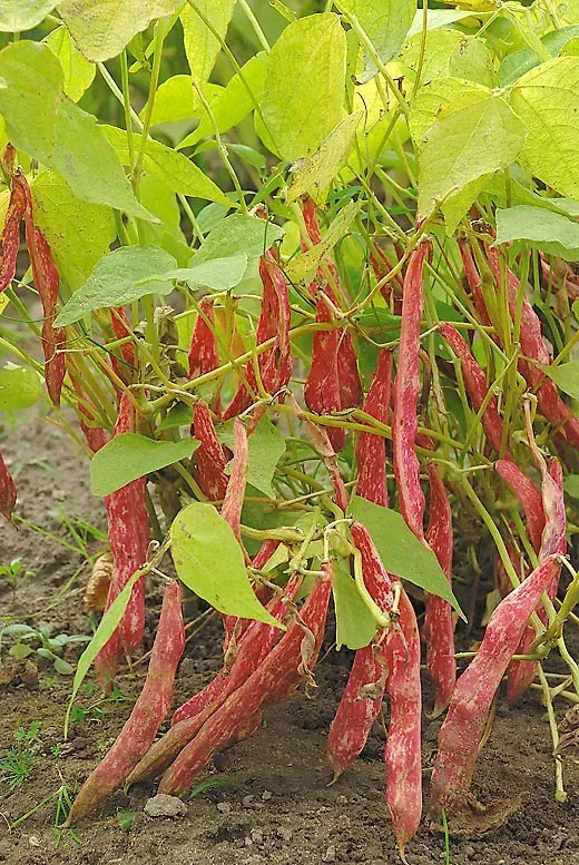 Natureseeds Borlotto Lingua di Fuoco bønnefrø 10 stk stribet