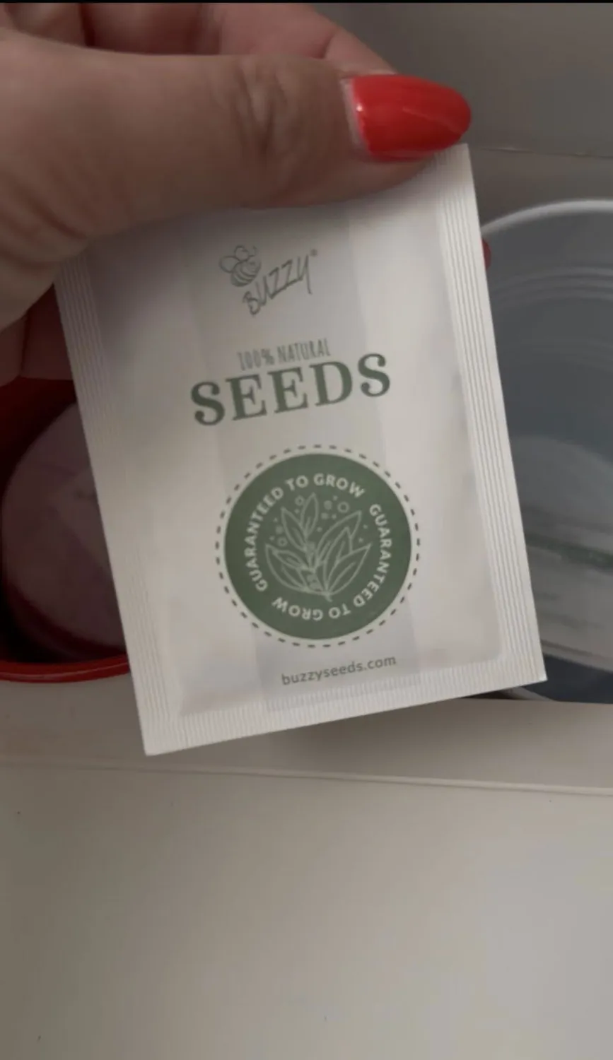 Buzzy Seeds Flower Pail Mini Rose Lavender dyrkningssæt 2-pak duft