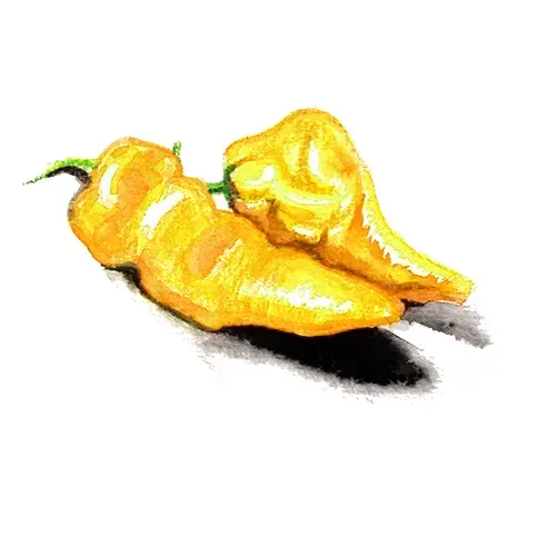 NordFrö Habanero Yellow chilifrø meget stærk gul