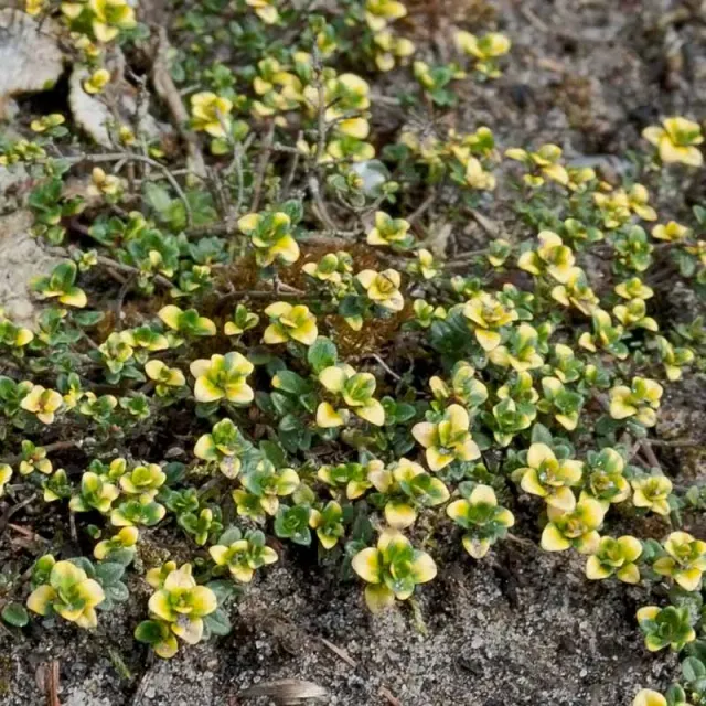 Urtegartneriet øko Citrontimian broget frø 10 cm