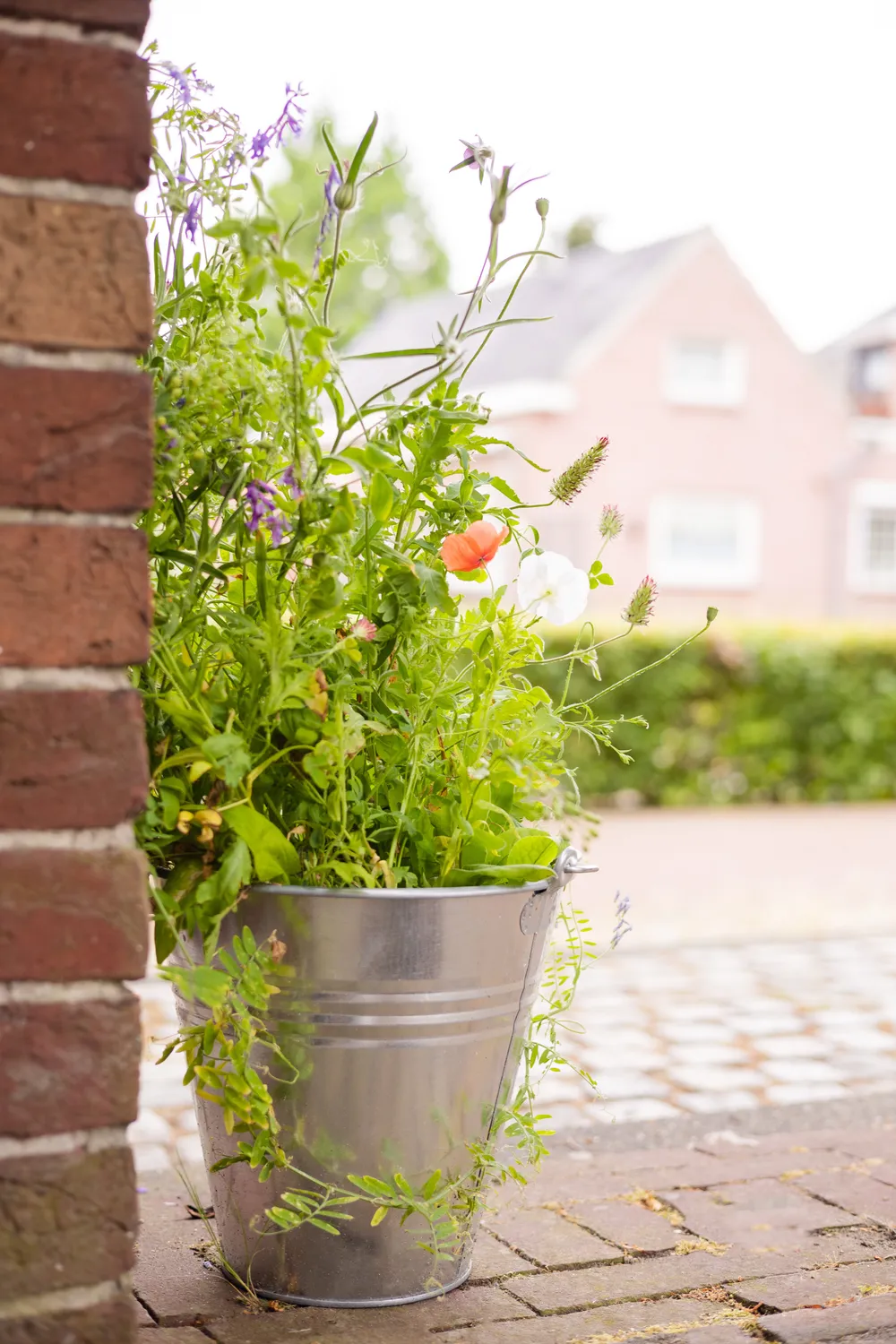 Buzzy Seeds Winter Wonderland frøbomber 4 stk vildblomst