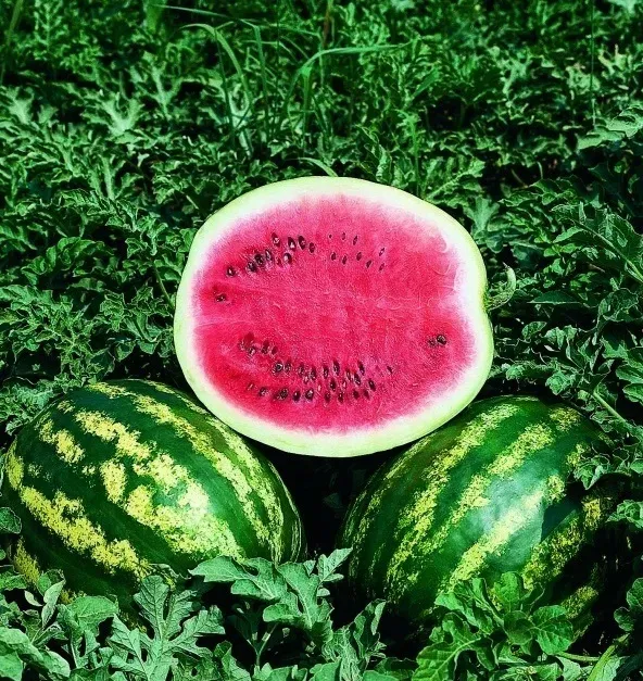 Natureseeds Crimson Sweet vandmelonfrø 10 stk sød
