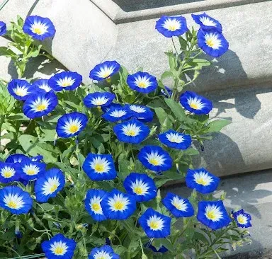 Natureseeds Morning Glory jomfruskørt frø 10 blå