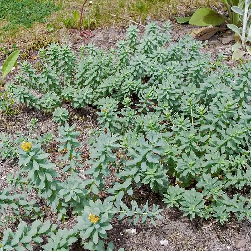 Urtegartneriet øko Rosenrod Rhodiola rosea plante flerårig