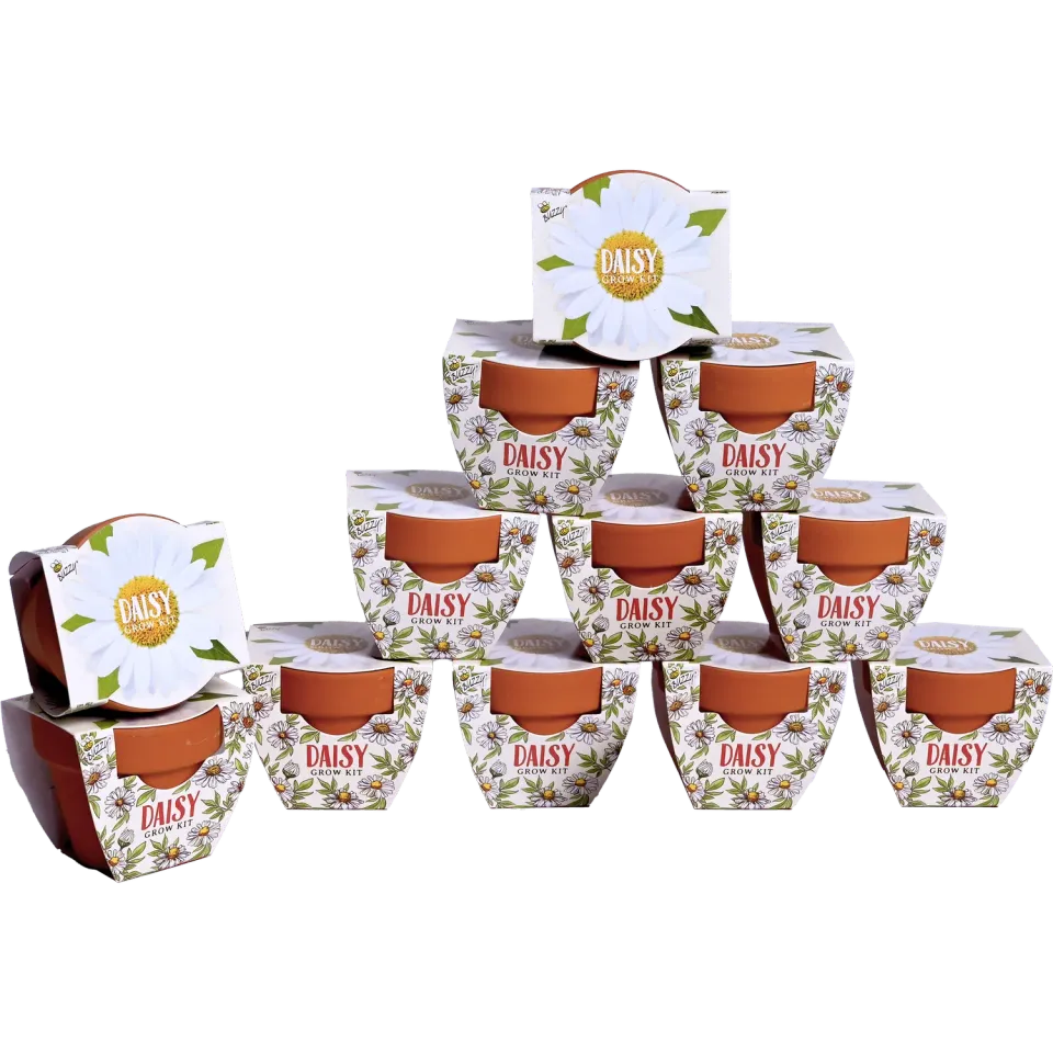 Buzzy Seeds Daydream marguerit dyrkningssæt 12-pak hvid