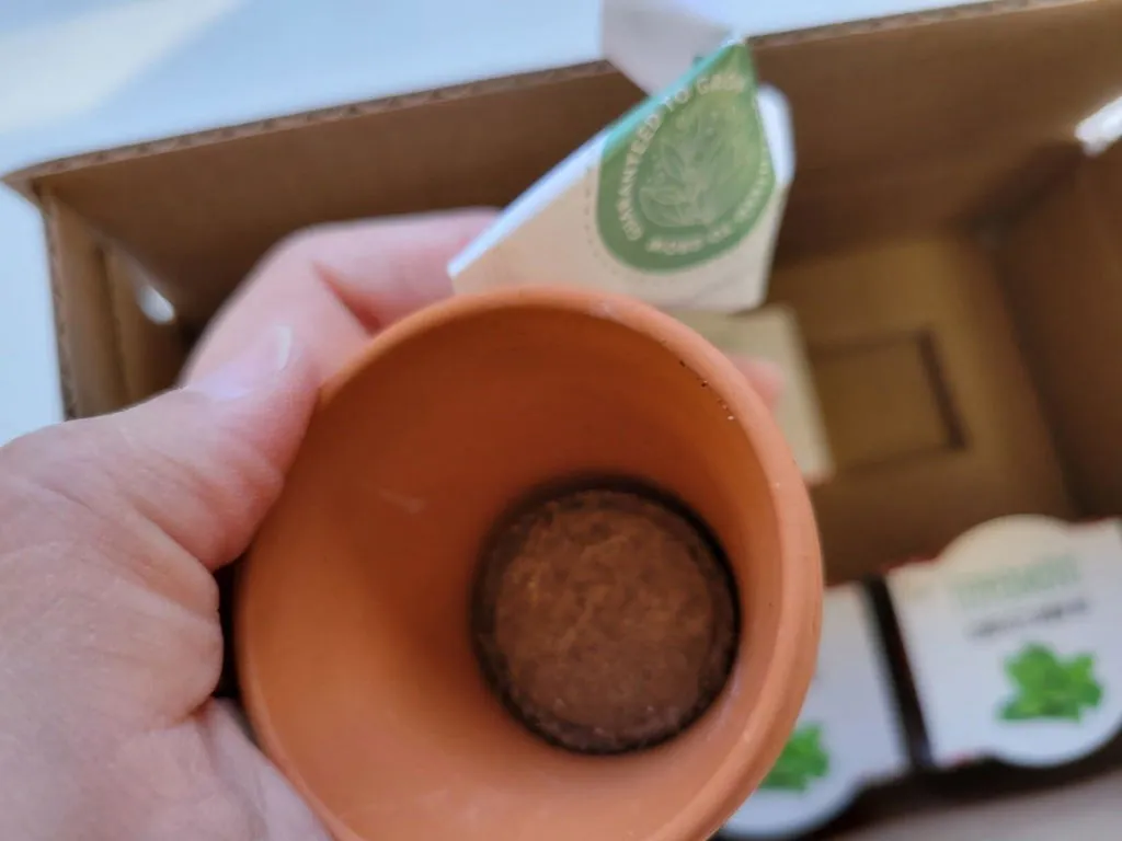 Daydream Mini Terracotta dyrkningssæt 6-pak blomster kaktus