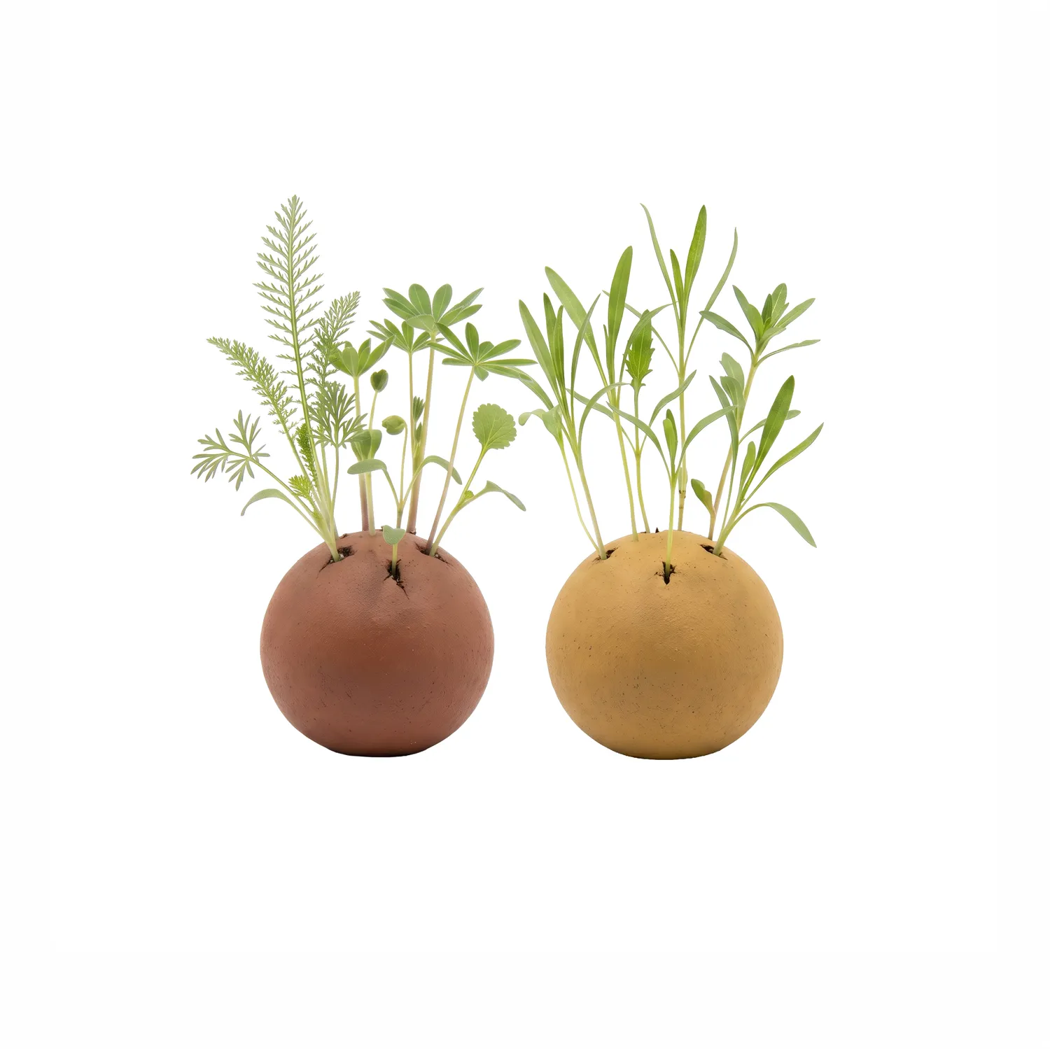 Buzzy Seeds Grow Green frøbomber 2 stk vildblomst