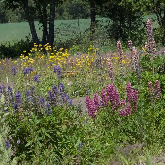 Urtegartneriet øko Lupinus flerårig lupin frø 25 frø mix