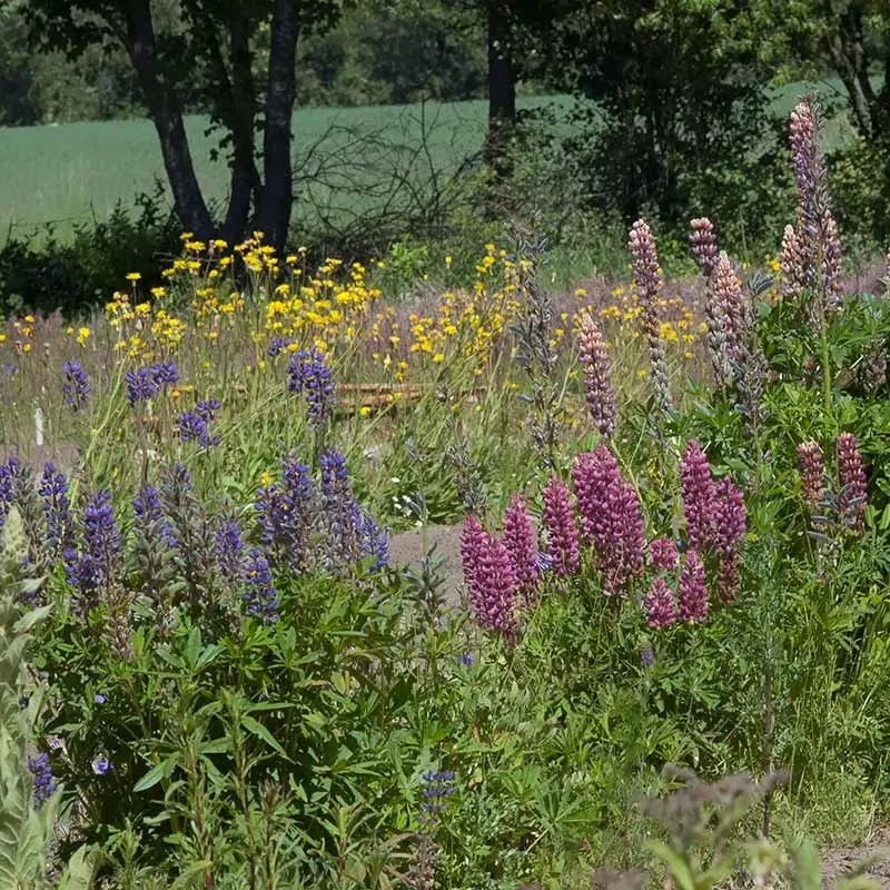 Urtegartneriet øko Lupinus flerårig lupin frø 25 frø mix