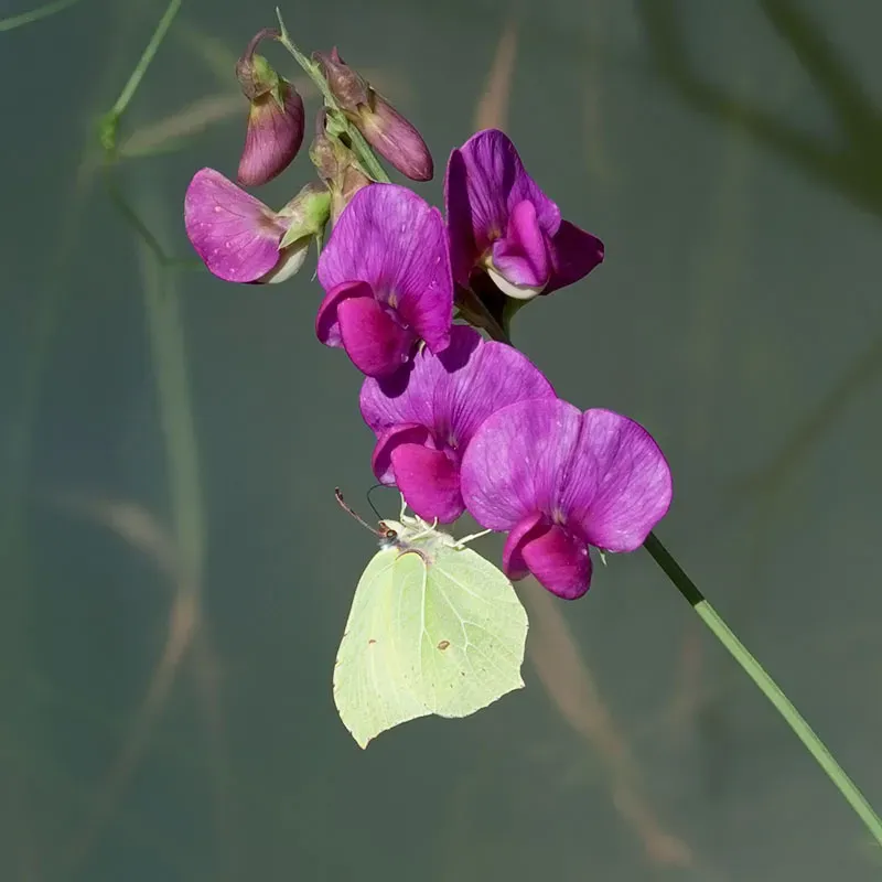Urtegartneriet øko Ærteblomst Flerårig lathyrus frø 10 stk