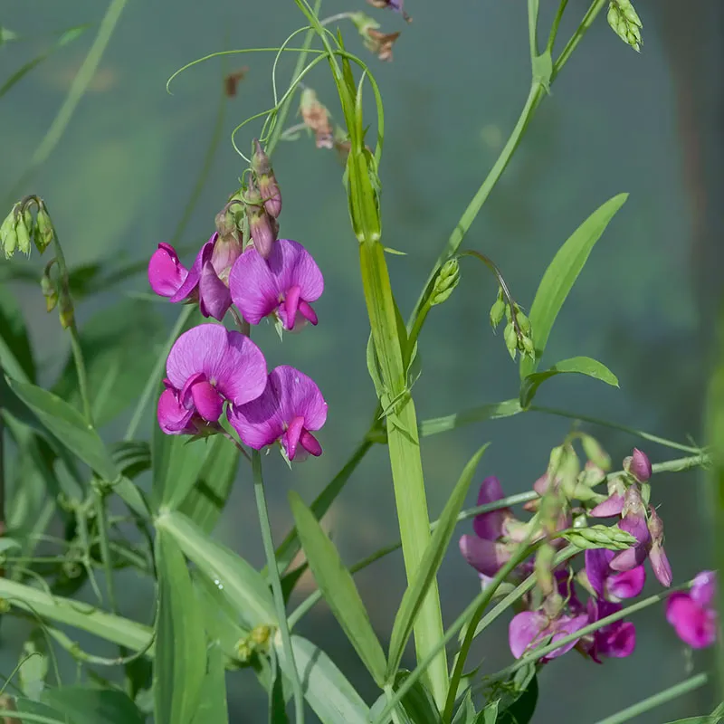 Urtegartneriet øko Ærteblomst Flerårig lathyrus frø 10 stk