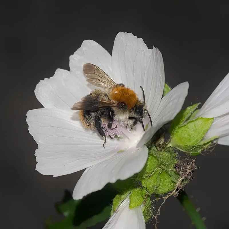 Urtegartneriet øko Moskuskatost blomsterfrø 100 frø