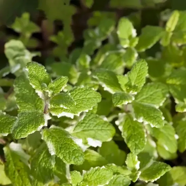 Urtegartneriet øko Ananasmynte Mentha frø mild