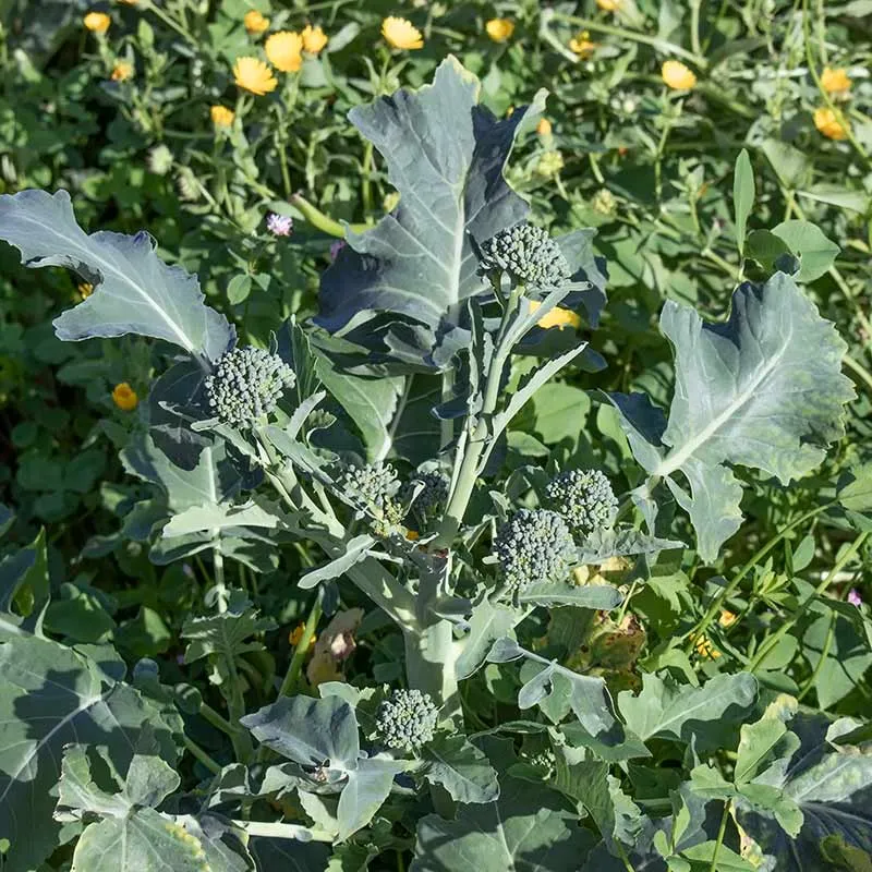 Urtegartneriet øko Broccoli Calinaro frø ca. 50 frø