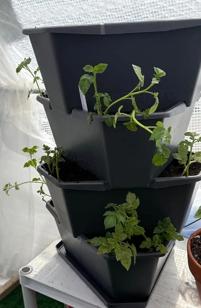 Buzzy Seeds selvvandende tomatpotte med espalier grøn