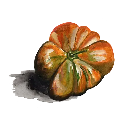 NordFrö Uluru Ochre tomatfrø dværg okker bøftomat