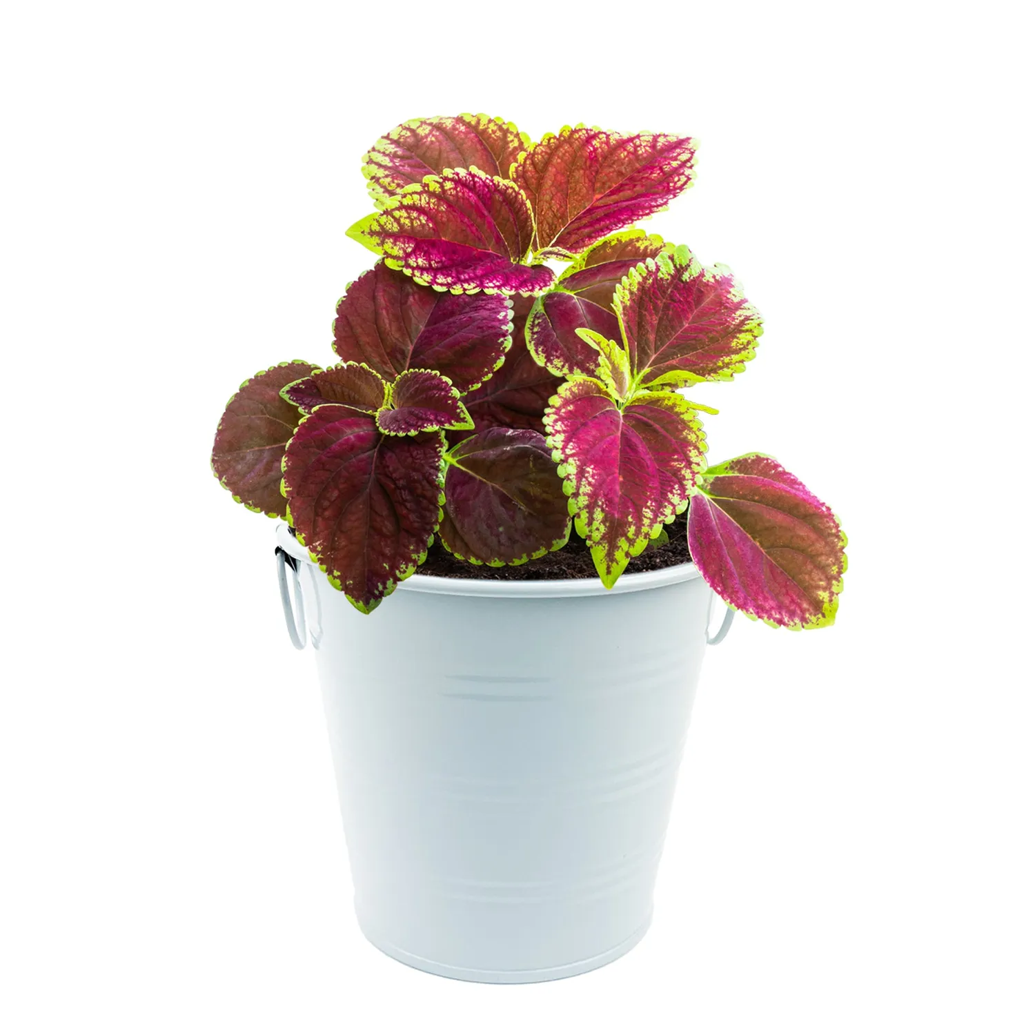 Buzzy Seeds Warm Wishes Holiday Pail dyrkningssæt paletblad