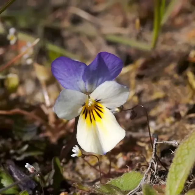 Urtegartneriet øko Vild Stedmoderblomst Viola tricolor frø 100 frø