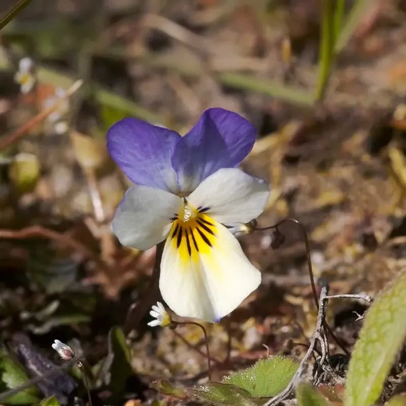 Urtegartneriet øko Vild Stedmoderblomst Viola tricolor frø 100 frø