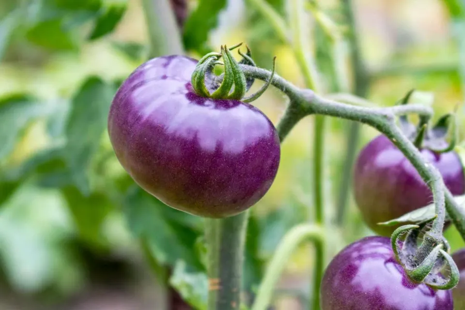 Natureseeds Lilla Tomat frø 10 stk stor frugt