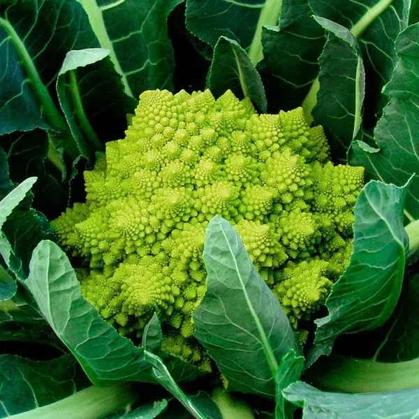 Natureseeds Veronica Romanesco blomkålsfrø forårssåning