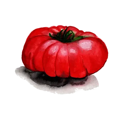 NordFrö Arctic Rose tomatfrø dwarf bøf 100-150g