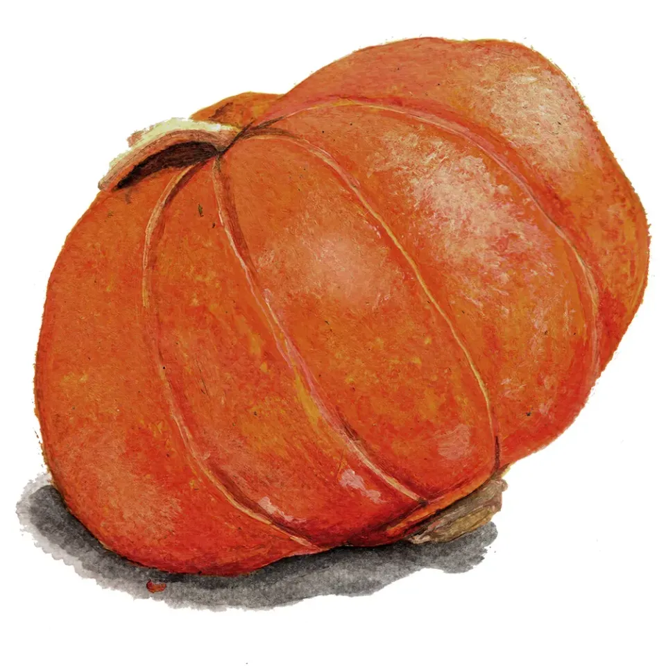 NordFrö Gold Nugget squashfrø kompakt vinter